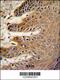 Cell Division Cycle 37 antibody, 63-723, ProSci, Immunohistochemistry paraffin image 