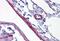 Synaptopodin antibody, MBS244925, MyBioSource, Immunohistochemistry paraffin image 