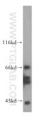 Purinergic Receptor P2Y1 antibody, 18273-1-AP, Proteintech Group, Western Blot image 