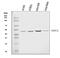 DNA Methyltransferase 3 Like antibody, A04214-3, Boster Biological Technology, Western Blot image 