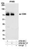 CD86 antibody, A700-029, Bethyl Labs, Immunoprecipitation image 