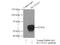Citrin antibody, 10789-1-AP, Proteintech Group, Immunoprecipitation image 