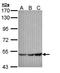 G protein-activated inward rectifier potassium channel 1 antibody, orb69826, Biorbyt, Western Blot image 