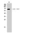 Estrogen Receptor 1 antibody, STJ90808, St John