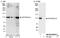 ERCC Excision Repair 4, Endonuclease Catalytic Subunit antibody, NB100-60679, Novus Biologicals, Western Blot image 