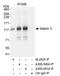 Matrin 3 antibody, A300-591A, Bethyl Labs, Immunoprecipitation image 