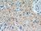 Synaptoporin antibody, 14143-1-AP, Proteintech Group, Immunohistochemistry frozen image 