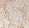 Ecto-NOX disulfide-thiol exchanger 1 antibody, FNab02770, FineTest, Immunohistochemistry paraffin image 
