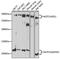 Notch Receptor 3 antibody, 15-041, ProSci, Western Blot image 