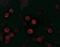 Interferon Lambda 3 antibody, NBP2-41236, Novus Biologicals, Immunocytochemistry image 