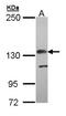 Complement Factor H antibody, LS-C185361, Lifespan Biosciences, Western Blot image 