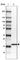 CKLF Like MARVEL Transmembrane Domain Containing 5 antibody, HPA052338, Atlas Antibodies, Western Blot image 