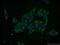 Archaelysin Family Metallopeptidase 2 antibody, 16664-1-AP, Proteintech Group, Immunofluorescence image 