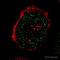 Interleukin 23 Subunit Alpha antibody, ab45420, Abcam, Immunofluorescence image 