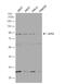 GIT ArfGAP 2 antibody, NBP2-16661, Novus Biologicals, Western Blot image 