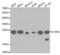 Interleukin 1 Receptor Antagonist antibody, abx001700, Abbexa, Western Blot image 