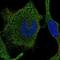 RAB42, Member RAS Oncogene Family antibody, PA5-65606, Invitrogen Antibodies, Immunofluorescence image 