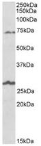 BGT-1 antibody, AP32145PU-N, Origene, Western Blot image 