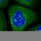Mitogen-Activated Protein Kinase Kinase 5 antibody, HPA027347, Atlas Antibodies, Immunocytochemistry image 