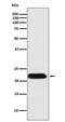 Ferritin Mitochondrial antibody, M09117, Boster Biological Technology, Western Blot image 