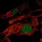Zinc Finger Protein 696 antibody, PA5-67243, Invitrogen Antibodies, Immunofluorescence image 