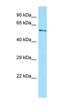 Dynein Cytoplasmic 1 Light Intermediate Chain 1 antibody, orb326557, Biorbyt, Western Blot image 