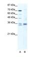 SRY-Box 12 antibody, orb324470, Biorbyt, Western Blot image 