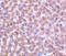 Perilipin 3 antibody, 3883, ProSci, Immunohistochemistry frozen image 