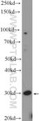 Family With Sequence Similarity 92 Member A antibody, 24803-1-AP, Proteintech Group, Western Blot image 