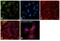 Paraoxonase 2 antibody, PA5-25663, Invitrogen Antibodies, Immunofluorescence image 