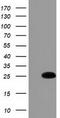 Glutathione S-transferase 5.7 antibody, LS-C115758, Lifespan Biosciences, Western Blot image 