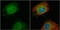 Plastin 3 antibody, GTX103323, GeneTex, Immunofluorescence image 