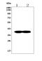 Synaptophysin antibody, A05049, Boster Biological Technology, Western Blot image 