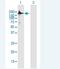 Teashirt Zinc Finger Homeobox 2 antibody, H00128553-B01P-50ug, Novus Biologicals, Western Blot image 