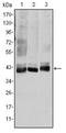 Mitogen-Activated Protein Kinase Kinase 4 antibody, AM06580SU-N, Origene, Western Blot image 
