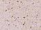 Purkinje Cell Protein 4 antibody, 207078-T10, Sino Biological, Immunohistochemistry paraffin image 