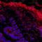 Amphiregulin antibody, orb4539, Biorbyt, Immunofluorescence image 