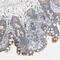 Aldehyde Dehydrogenase 18 Family Member A1 antibody, NBP1-83325, Novus Biologicals, Immunohistochemistry frozen image 
