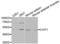 Chitinase 1 antibody, LS-C348951, Lifespan Biosciences, Western Blot image 