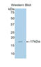Bone Morphogenetic Protein 6 antibody, LS-C293045, Lifespan Biosciences, Western Blot image 