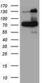 RAD21 Cohesin Complex Component antibody, TA811221S, Origene, Western Blot image 