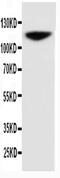 Neural Cell Adhesion Molecule 1 antibody, PA5-79717, Invitrogen Antibodies, Western Blot image 