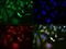 Zinc finger protein GLI3 antibody, NBP2-29627, Novus Biologicals, Immunocytochemistry image 