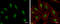 High Mobility Group Box 1 antibody, GTX127972, GeneTex, Immunocytochemistry image 