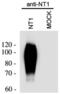 Neurotensin Receptor 1 antibody, PA3-214, Invitrogen Antibodies, Western Blot image 