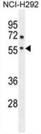 Adenosine A2a Receptor antibody, AP50096PU-N, Origene, Western Blot image 