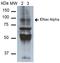 Sodium Channel Epithelial 1 Alpha Subunit antibody, orb383800, Biorbyt, Western Blot image 