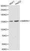 Autophagy And Beclin 1 Regulator 1 antibody, LS-C192358, Lifespan Biosciences, Western Blot image 