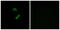 Olfactory Receptor Family 10 Subfamily G Member 9 antibody, abx015358, Abbexa, Immunocytochemistry image 