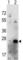Casein Kinase 2 Beta antibody, abx033161, Abbexa, Western Blot image 